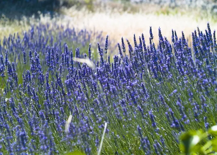 Apartamento Villa Jelsa