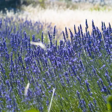 아파트 Villa Jelsa